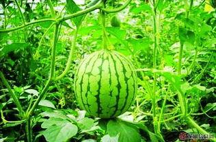 吃瓜水果视频,带你领略吃瓜水果的独特魅力